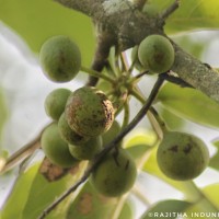 Miliusa tomentosa (Roxb.) Finet & Gagnep.